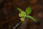 Clustered blacksnakeroot